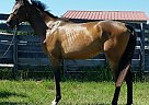 Strong Filly That Is Ready To Go Thoroughbred