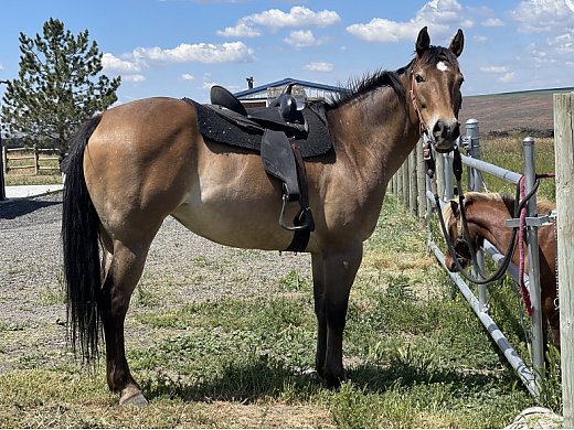 7 yr old Mare