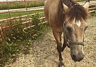 10 Year old Buckskin Gelding Quarter Pony Gelding