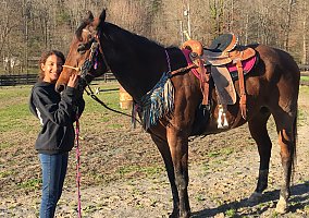 Quarter Horse (Quarter Horse, Gelding) in Bluff City, TN