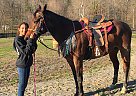 Quarter Horse - Horse for Sale in Bluff City, TN 37686