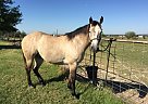 Other Gelding for Sale in Ponder, Texas Other Gelding for Sale in Ponder, Texas