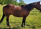 Quarter Horse - Horse for Sale in Gardiner, NY 12577