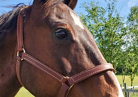 Quarter Horse (Quarter Horse, Gelding) in Gardiner, NY