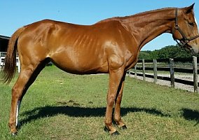 Thoroughbred