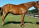 Thoroughbred - Horse for Sale in Reddick, FL 32686