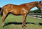 Thoroughbred - Horse for Sale in Reddick, FL 32686 Thoroughbred - Horse for Sale in Reddick, FL 32686