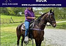 Standardbred - Horse for Sale in STANDFORD, KY 40444