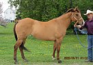 Zany - Mare in Milnor, ND Zany - Mare in Milnor, ND