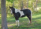 Black and White Walker Mare Tennessee Walking Mare