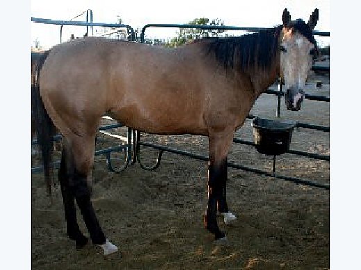 Bomb Proof Buckskin Mare, AQHA