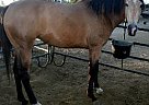 Azteca - Horse for Sale in Temecula, CA 