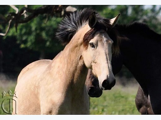 Buckskin Lusitano Mare