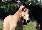 Lusitano - Horse for Sale in Ocala, FL 34481