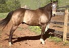 Quarter Horse - Horse for Sale in Amherst, VA 24521
