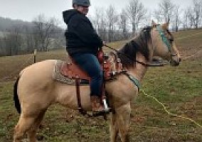 Quarter Horse (Quarter Horse, Gelding) in Dillsburg, PA