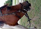 Pinto - Horse for Sale in Dothan, AL 36304