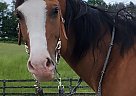 Quarter Horse - Horse for Sale in Gardiner, NY 12525