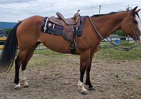 Quarter Horse (Quarter Horse, Mare) in Gardiner, NY