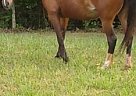 - Mare in Athens, GA - Mare in Athens, GA