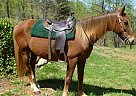 Tennessee Walking - Horse for Sale in Amherst, VA 24521