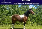 Kentucky Mountain - Horse for Sale in Whitley City Ky, KY 42653