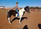Paint - Horse for Sale in Lubbock, TX 79412