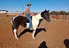 Paint - Horse for Sale in Lubbock, TX 79412 Paint - Horse for Sale in Lubbock, TX 79412