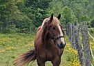 Draft - Horse for Sale in PortColborne, ON L3K2Y4