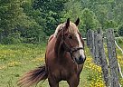 Draft - Horse for Sale in PortColborne, ON L3K2Y4 Draft - Horse for Sale in PortColborne, ON L3K2Y4