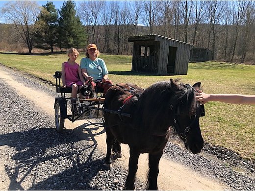Minature Driving Horse