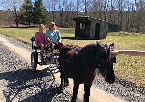Miniature Horse (Miniature Horse, Gelding) in Chatham, NY