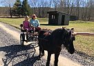 Miniature - Horse for Sale in Chatham, NY 12037