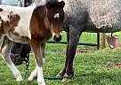 Miniature - Horse for Sale in Boonsboro, MD 21713 Miniature - Horse for Sale in Boonsboro, MD 21713