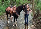 Reba - Mare in Park Hills, MO Reba - Mare in Park Hills, MO