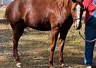 Quarter Horse - Horse for Sale in Fountain, FL 32438
