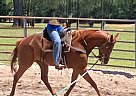 Quarter Horse - Horse for Sale in Fountain, FL 32438