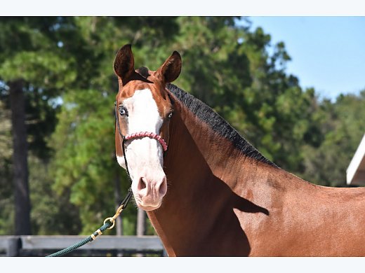 Rare! Splash PRE Mare