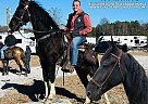 Spotted Saddle - Horse for Sale in Lewisburg, TN 40759 Spotted Saddle - Horse for Sale in Lewisburg, TN 40759