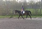 Paint - Horse for Sale in PortColborne, ON L3K2Y4 Paint - Horse for Sale in PortColborne, ON L3K2Y4