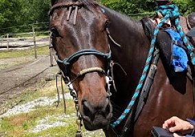 Price Reduced 2004 Standardbred... Tim (Film At Ten)
