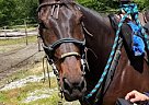 Price Reduced 2004 Standardbred... Tim (Film At Ten)