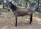 Morgan - Horse for Sale in Liberty Lake, WA 99019
