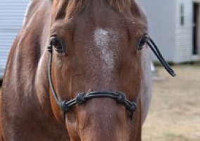 Quarter Horse (Quarter Horse, Gelding) in Atlanta, GA