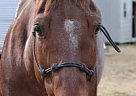 Quarter Horse - Horse for Sale in Atlanta, GA 30058 Quarter Horse - Horse for Sale in Atlanta, GA 30058