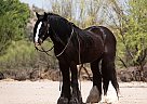 Gypsy Vanner - Horse for Sale in Phoenix, AZ 85022