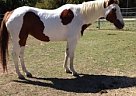 Paint - Horse for Sale in Artesia, NM 88210