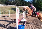 Amazing Jumper for Child Or Adul... Palomino Mare