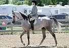 Beautiful Arabian for Lease In L... Arabian Gelding