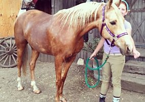 Palomino (Palomino, Mare) in Malibu, CA